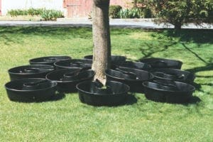 Tree Rings - Bio-Plex
